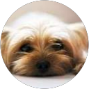 Piyoh profile picture